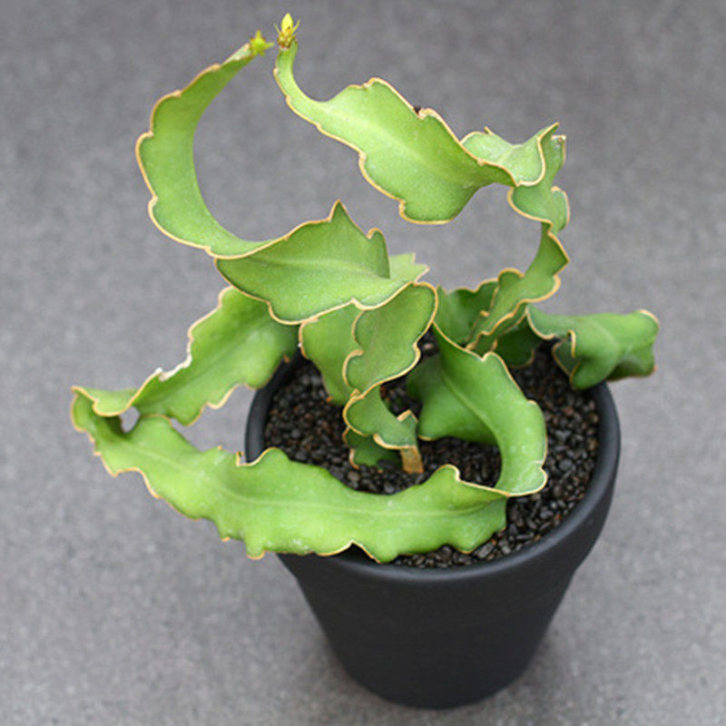 植物鱼骨昙花锯齿造型荷花令箭可垂挂夏型种多多肉植物