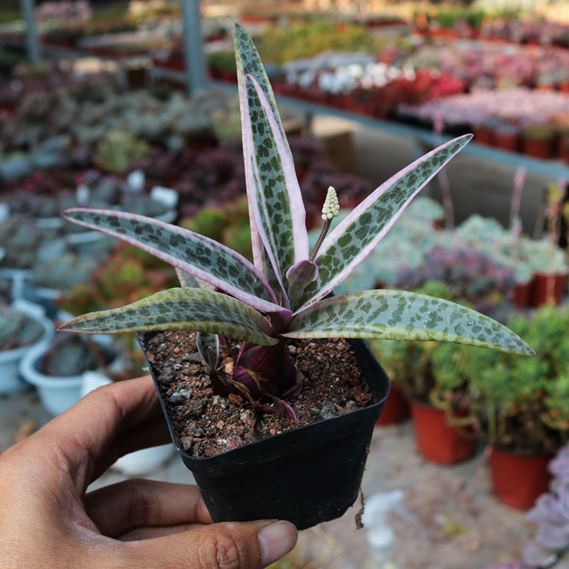 油点百合锦多植物创意稀缺趣味冷门块根绿植多肉植物