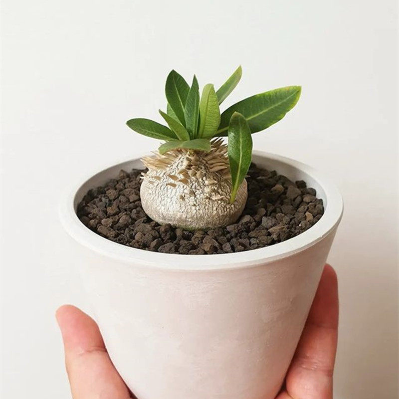 仙人惠比大黑盆栽进口多肉植物块根室内花卉多肉植物