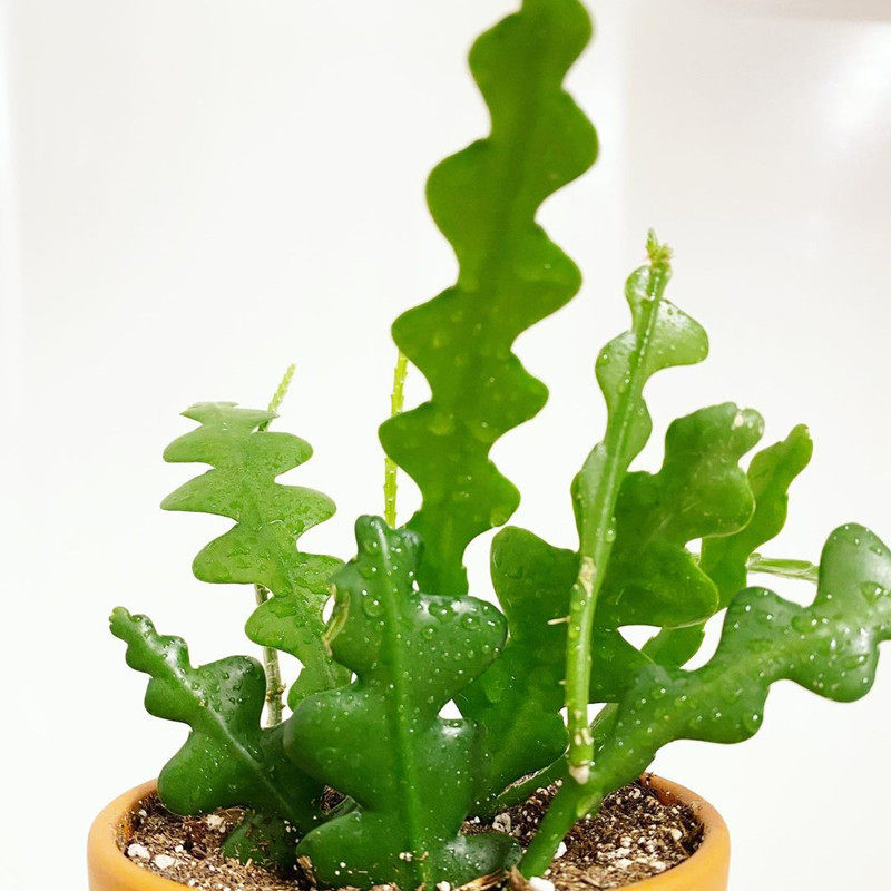 fishbone鱼骨令箭稀有品种多植物仙人掌室内盆栽多肉植物