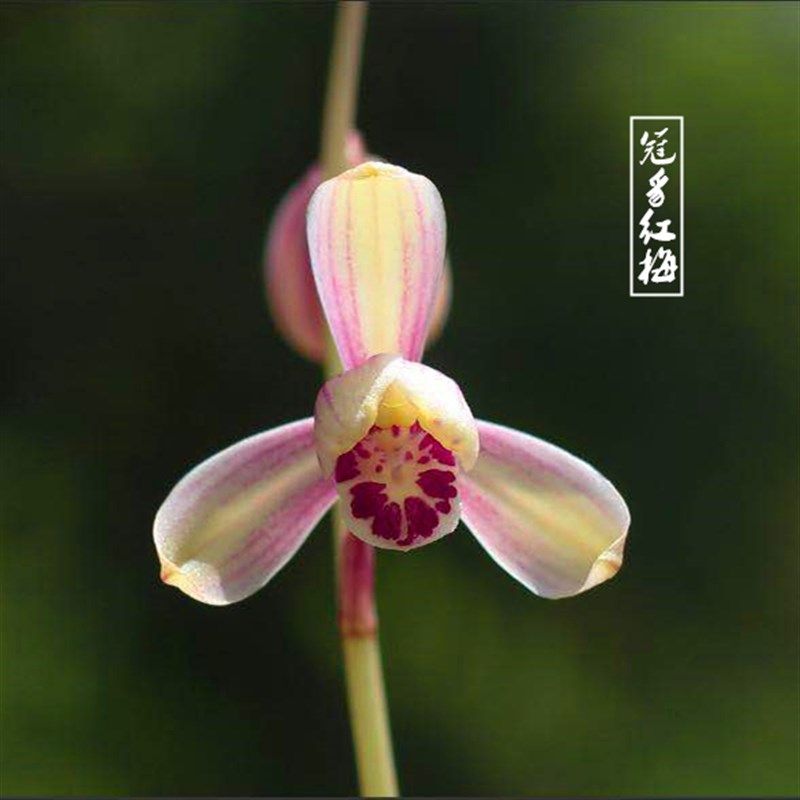 冠豸红梅建兰四季兰花花苗红花梅瓣室内花卉时令草本花卉