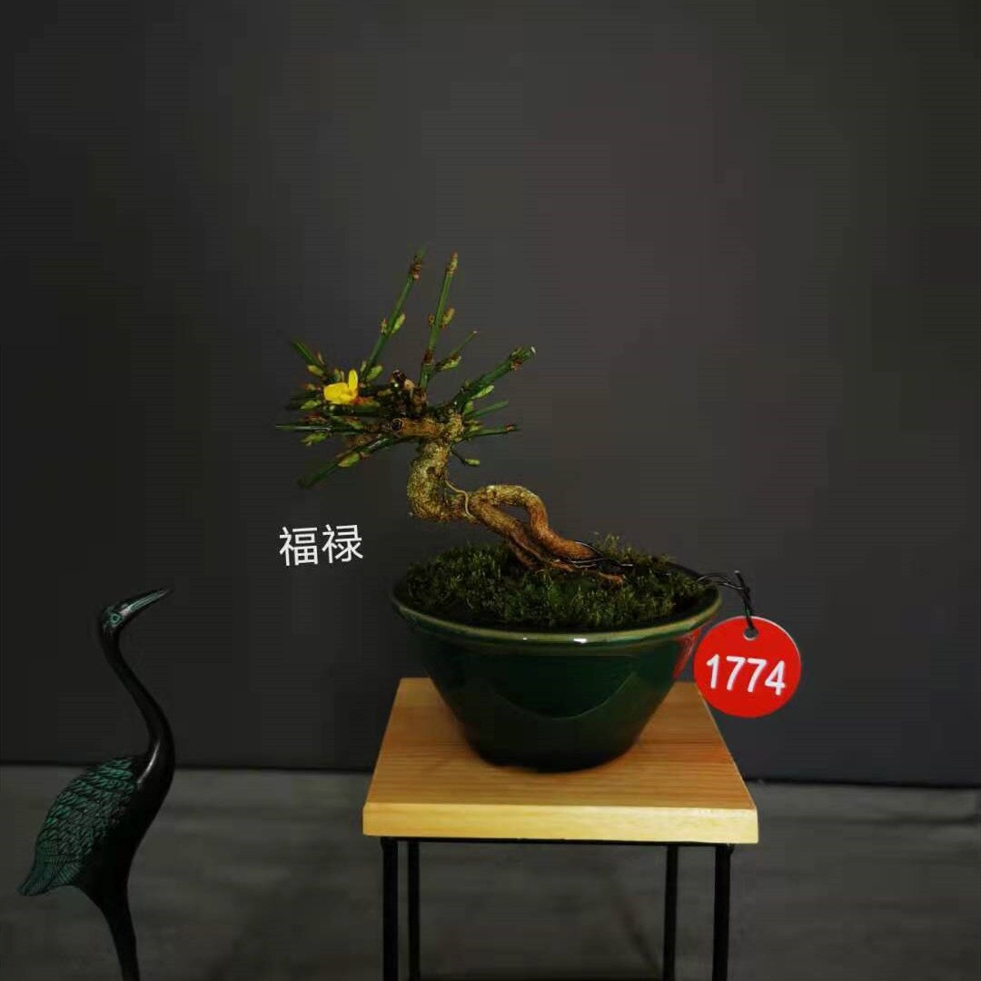 迎春花新品老桩盆景三台迎春花苞微型提根耐寒绿植