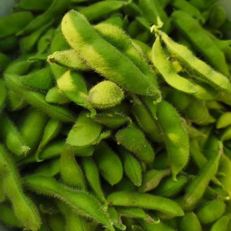 新鲜蔬菜邳州毛豆农家带壳毛豆角绿豆豆荚产地其它