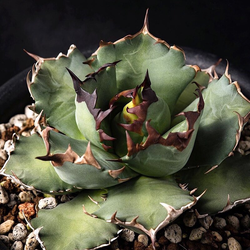 王冠植物员外姬仁小型种厚叶龙舌绿植多肉多肉植物