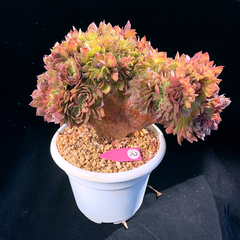 新品千亦多肉植物万圣节法师朵朵缀化阳台台大多肉植物