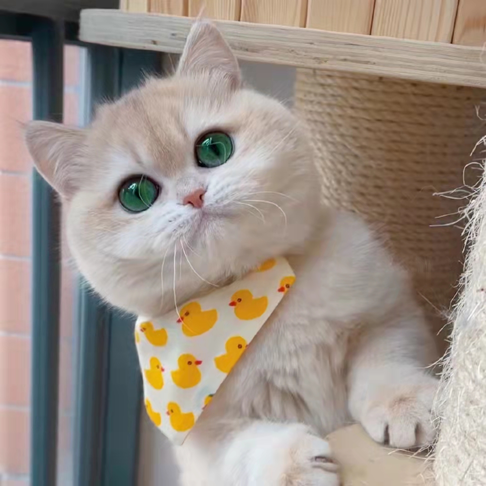 英短金渐层幼猫活体银渐层宠物猫ny12色蓝金渐层猫咪活物长毛银点