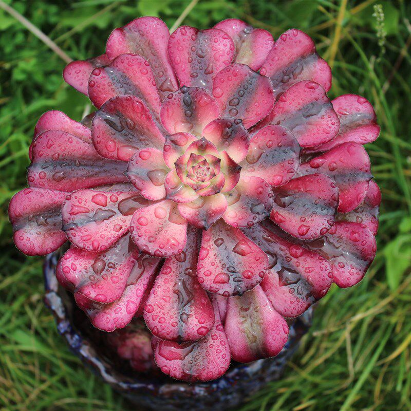 法师美杜莎腹轮万圣节植物老桩非常容易水墨画花盆多肉植物