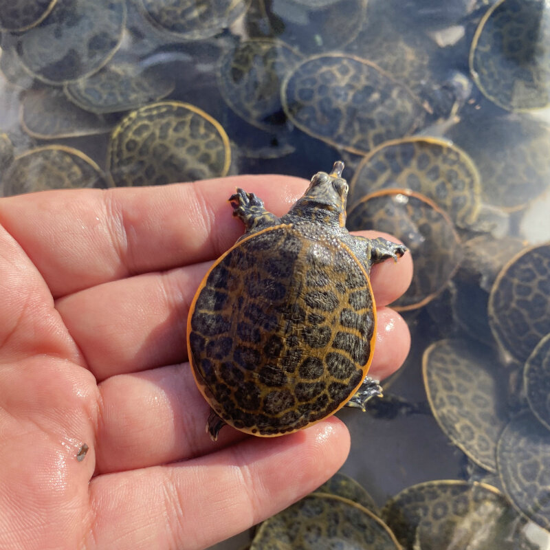 宠物活体观赏甲鱼角鳖珍珠乌龟鱼缸清道夫黄金龟