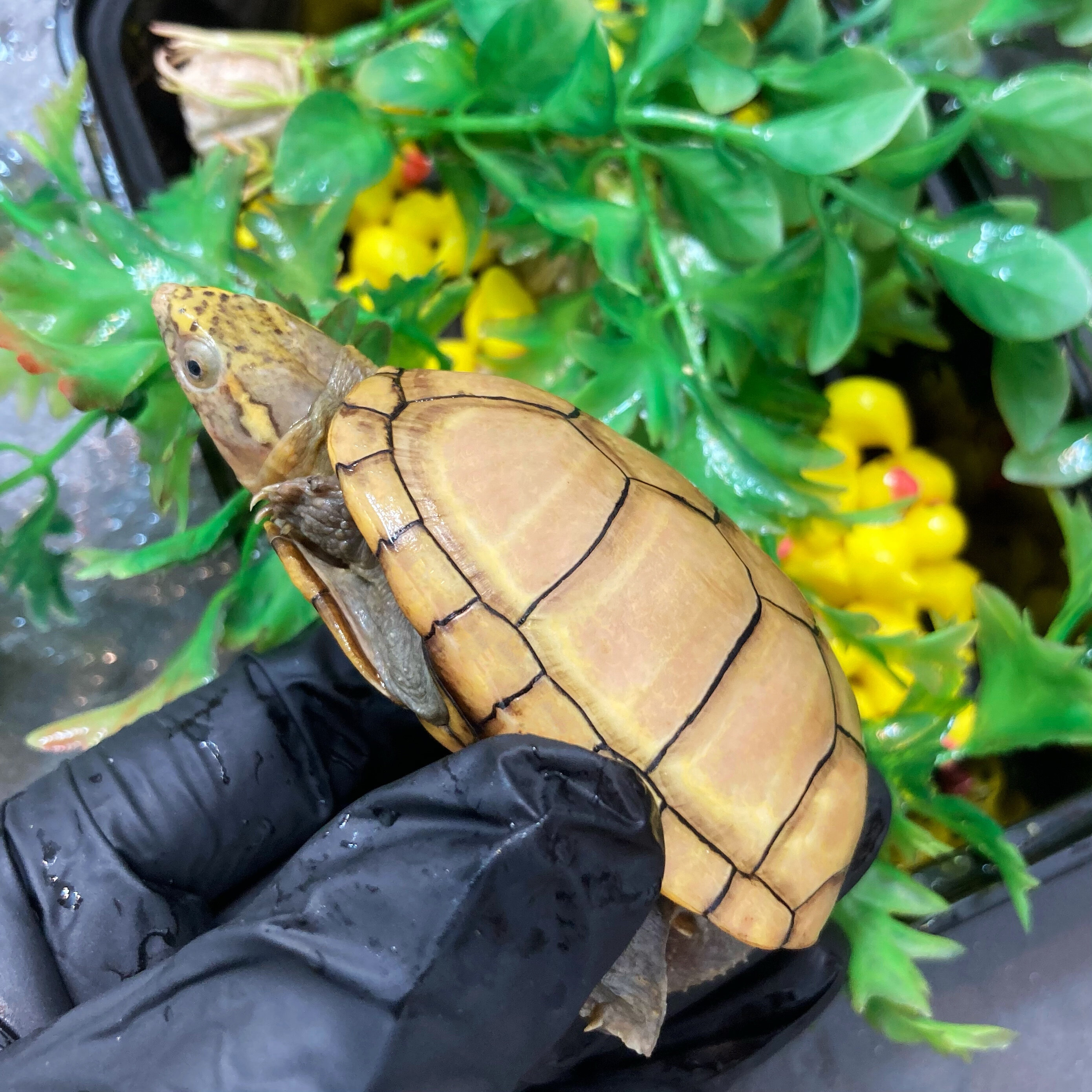 源本水族头盔苗活物蛋乌龟深水龟泥龟外观赏龟