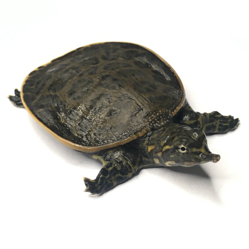 宠物活体观赏甲鱼角鳖珍珠乌龟鱼缸清道夫黄金龟