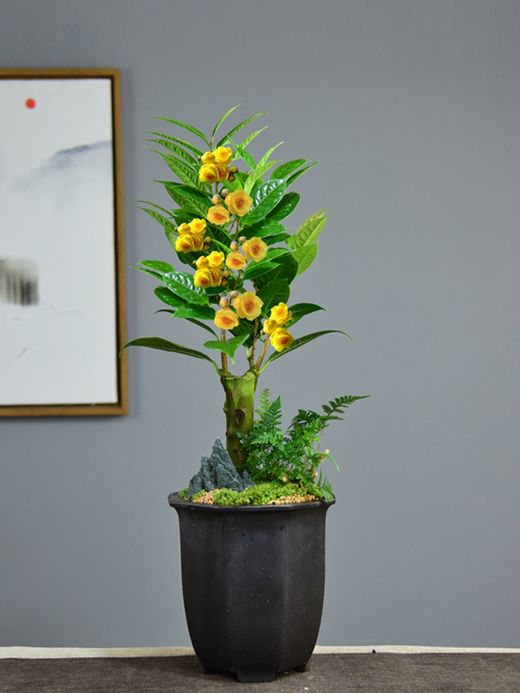 国宝山茶花景好盆景绿植花卉阳台植物室内老桩花卉