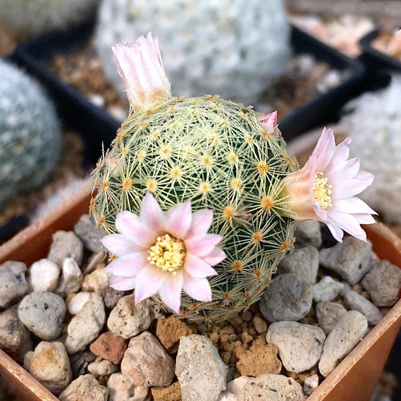 仙人吉赛尔仙人掌乳突属多植物粉花白花实生办公多肉植物
