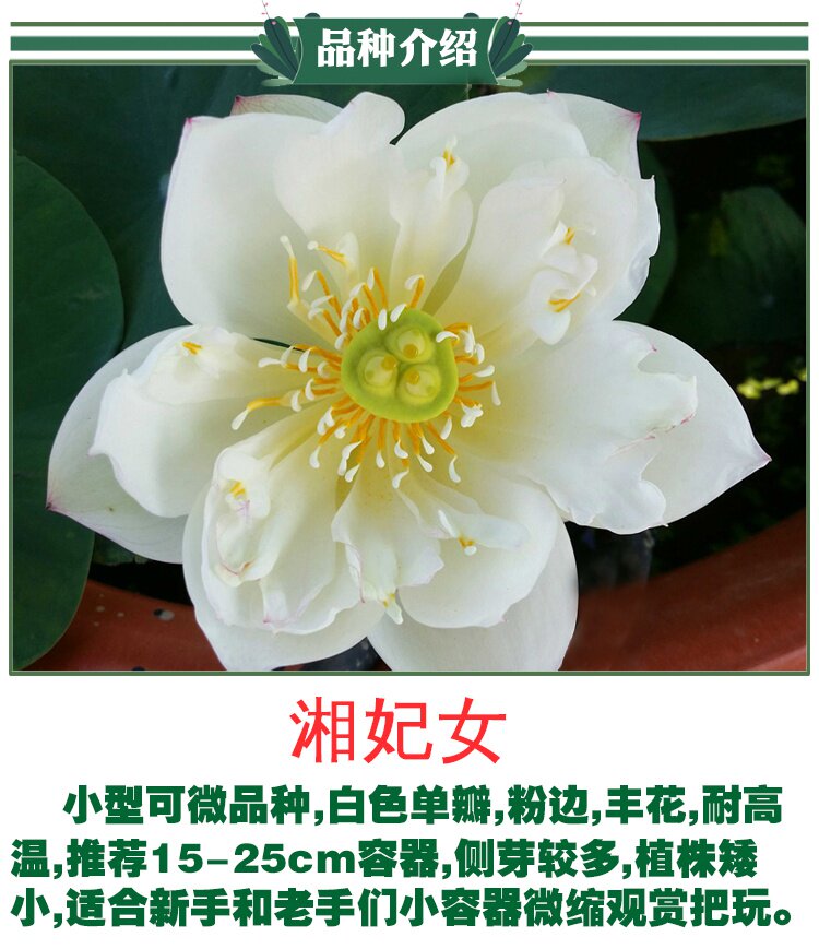 妃女微型碗莲种藕荷荷花阳台盆栽莲花水培观赏花卉