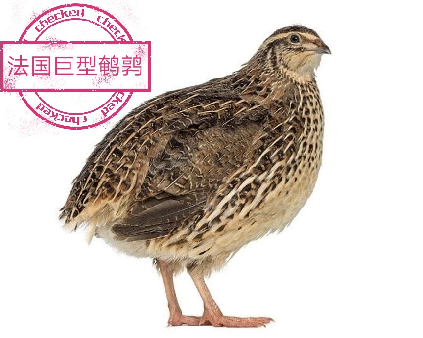 鹌鹑沙维精品白沙维法国巨型种蛋受精鸟