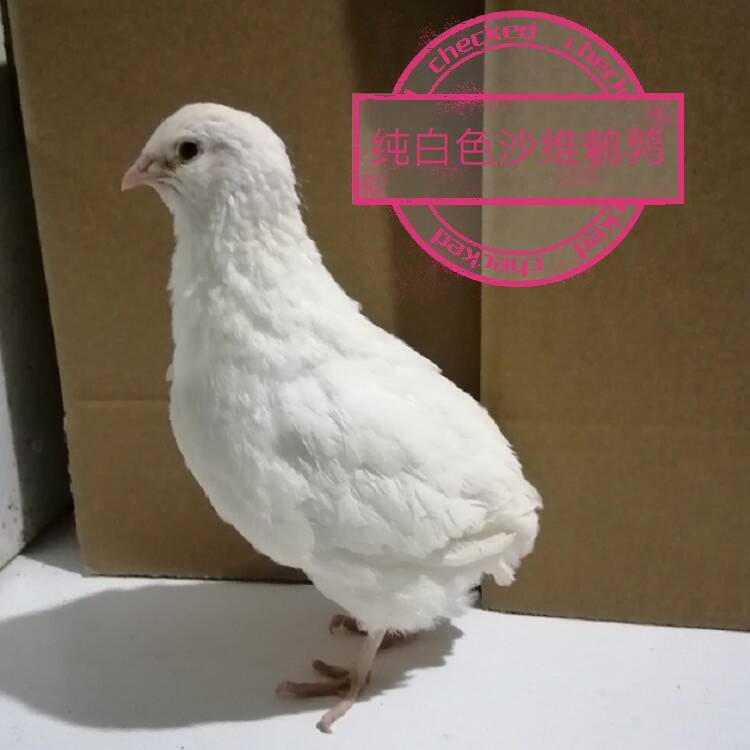 鹌鹑沙维精品白沙维法国巨型种蛋受精鸟