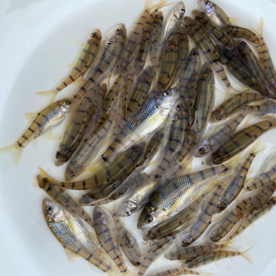 鱼苗石斑鱼光唇鲜活淡水观赏观赏鱼鱼溪活体活鱼鱼