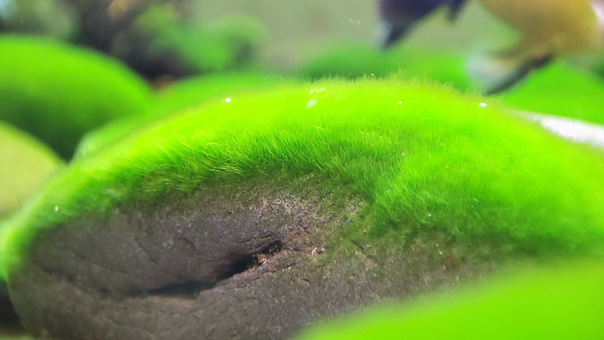 长绒鱼缸引种藻种藻源水草造景饰品水族箱用品水草