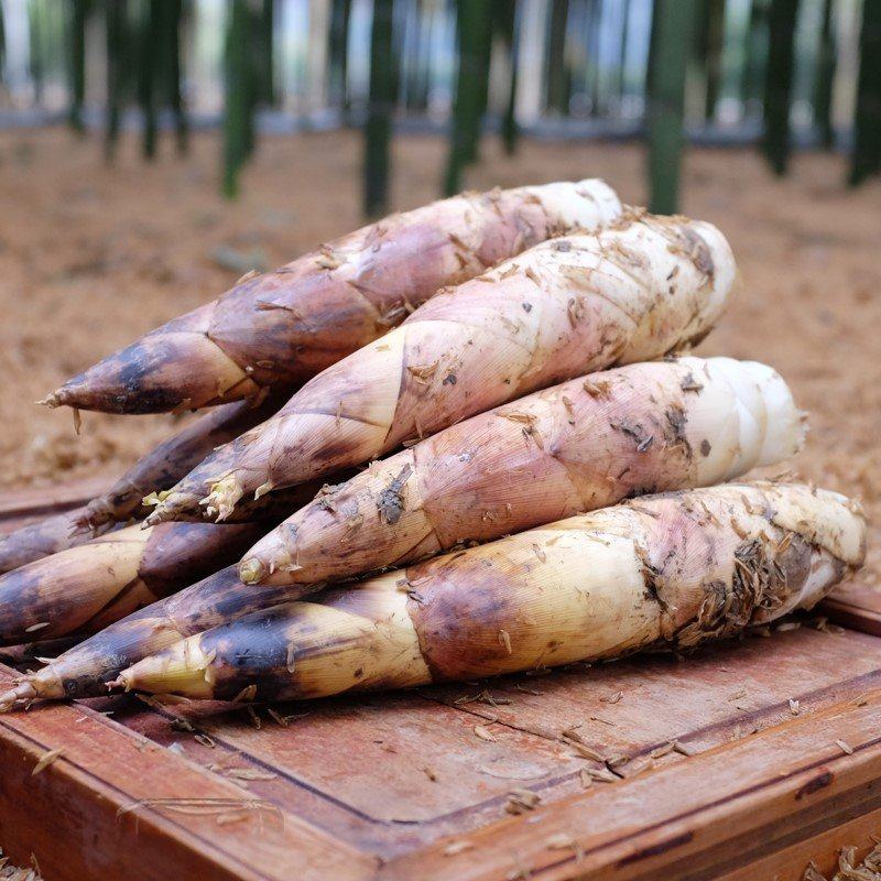 现挖现发竹笋临安天目山春笋雷笋5斤大笋油焖手机保护套