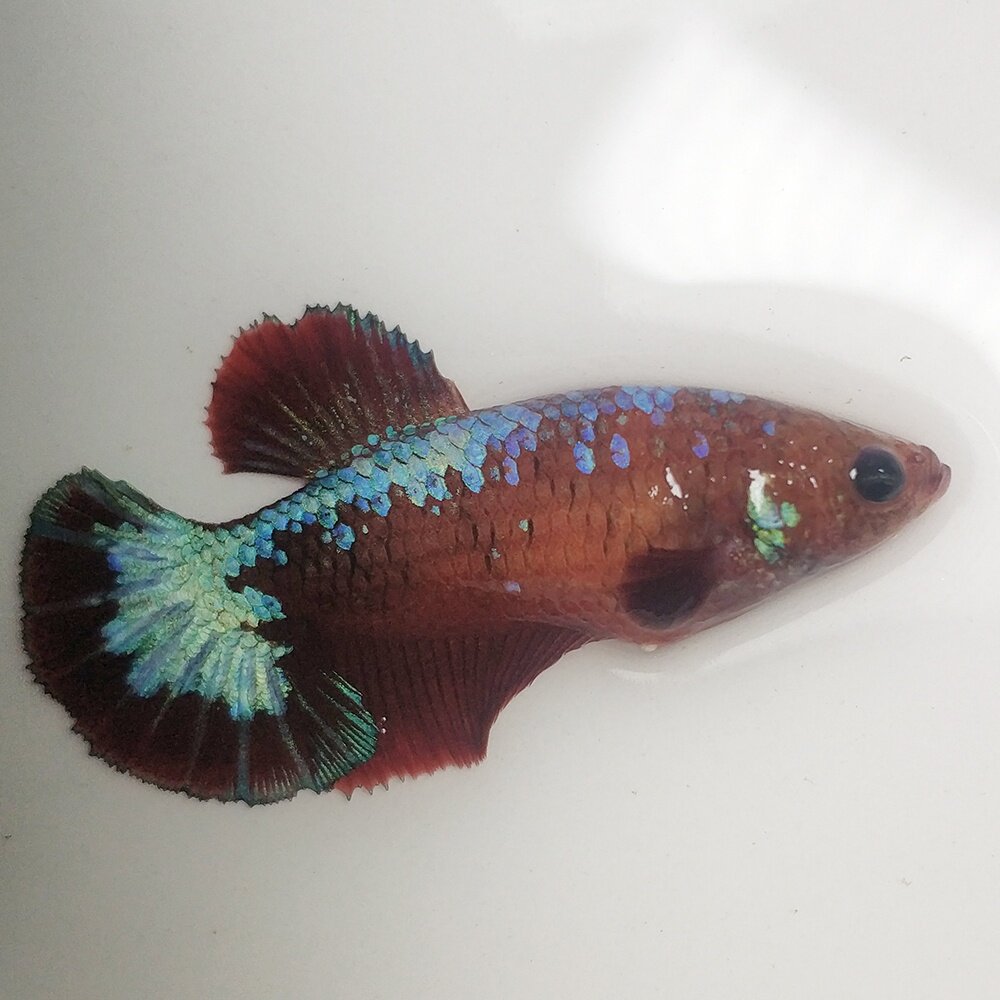 泰国进口半月将军抱卵母鱼繁殖热带观赏淡水鱼