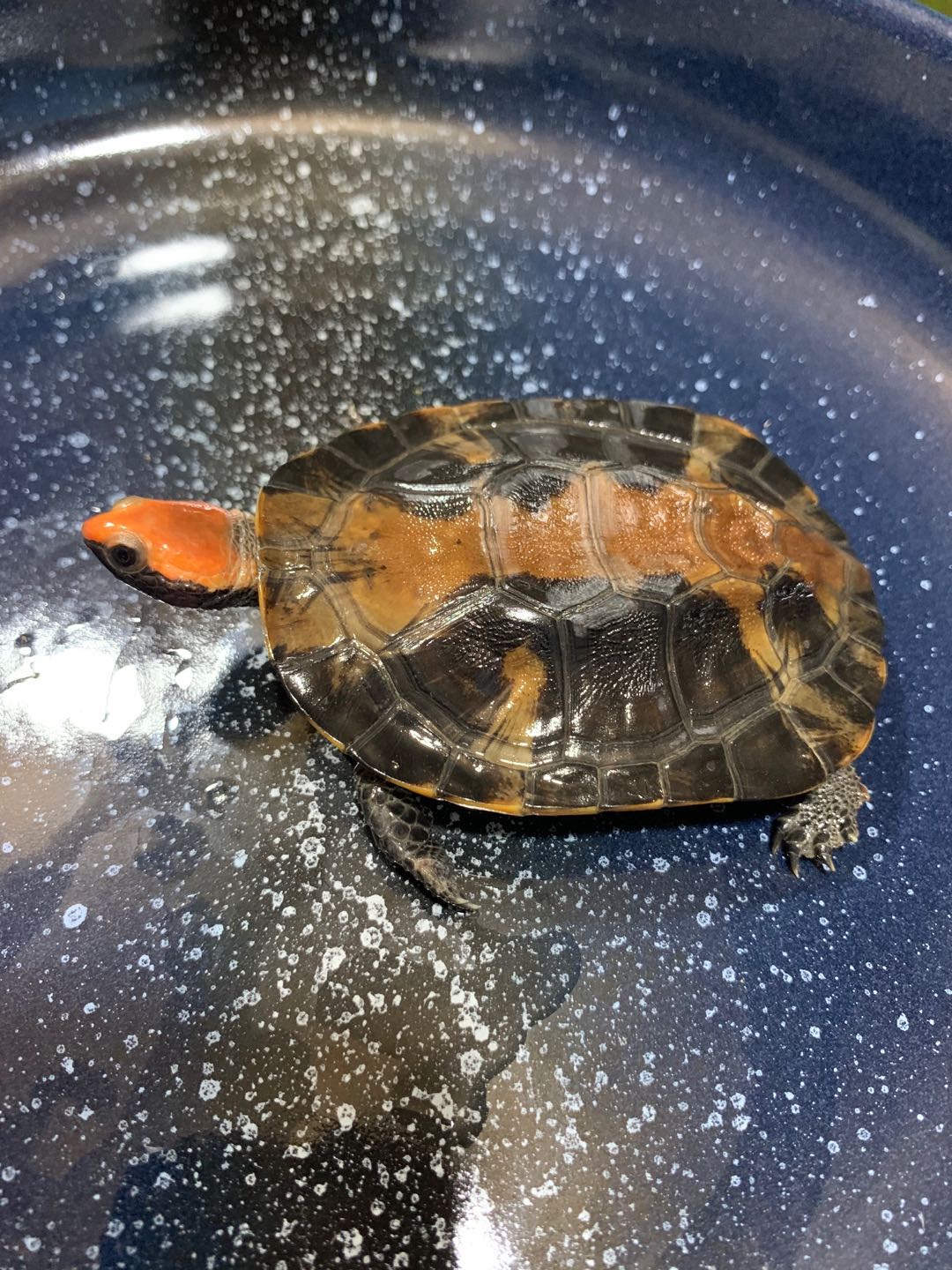 宠物观赏半水红头扁龟寓意鸿运当头好意精品特色龟