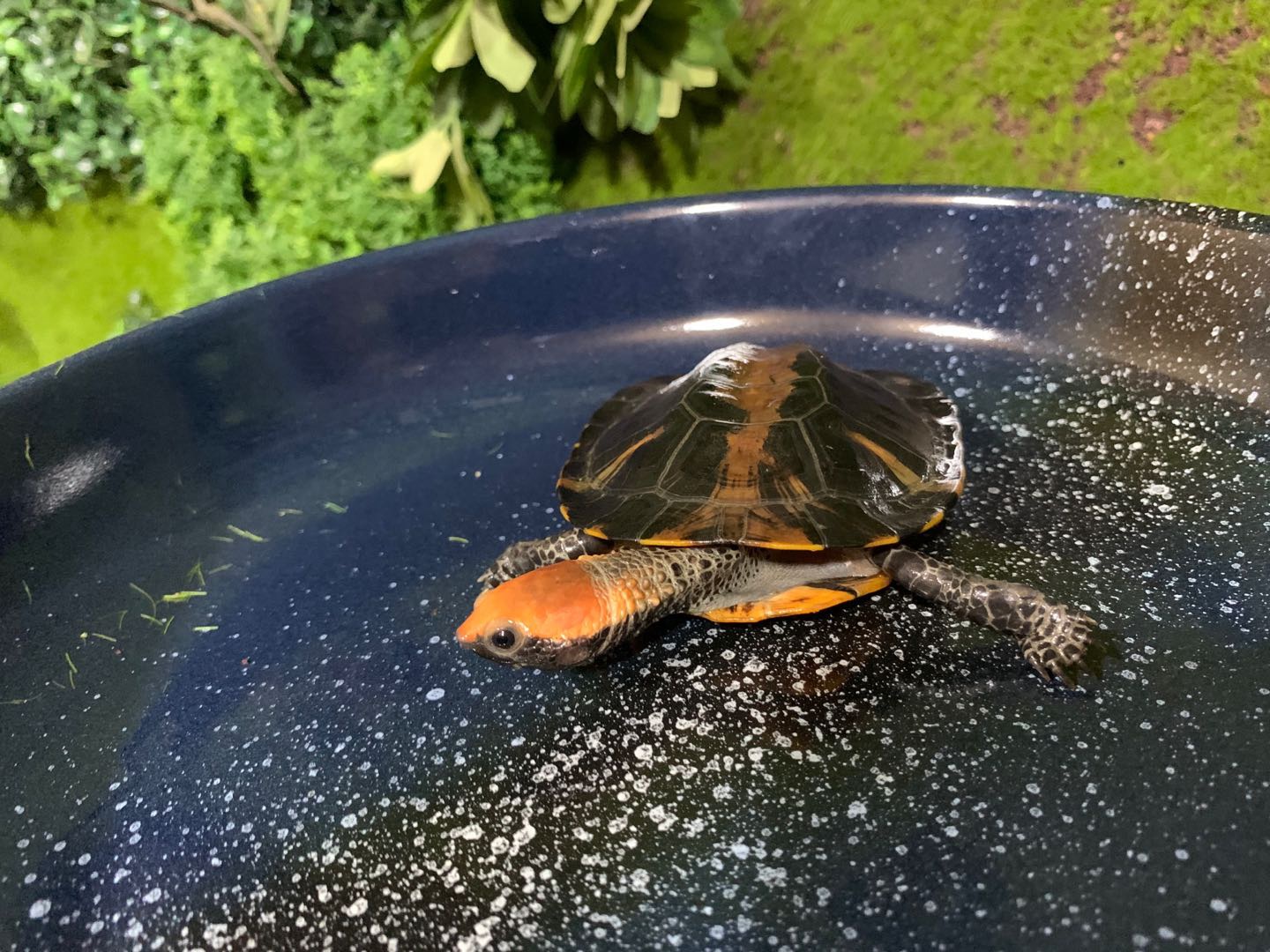 宠物观赏半水红头扁龟寓意鸿运当头好意精品特色龟