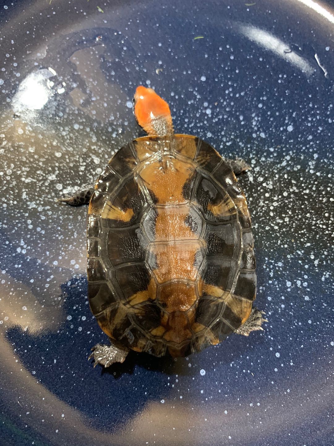 宠物观赏半水红头扁龟寓意鸿运当头好意精品特色龟