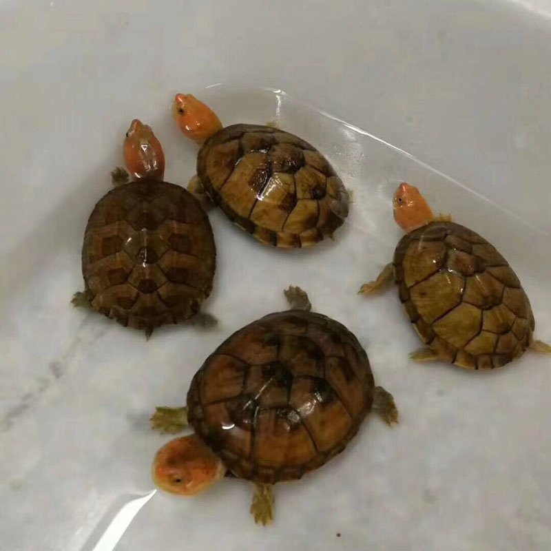 面蛋冷水养殖进口口红鱼缸观赏宠物活体红头龟