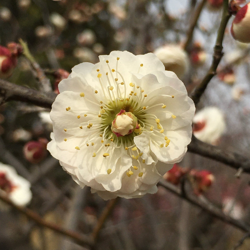 梅花木本梅树不含花白一般品种花卉盆栽台阁时令草本花卉
