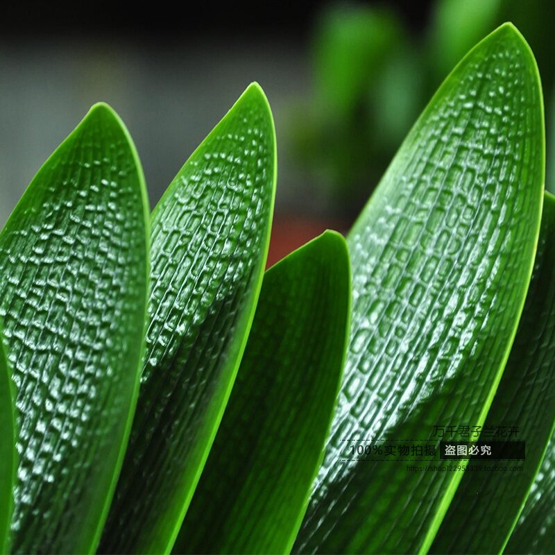 长春精品君子兰中华利剑钢板麻脸插座技师油绿花卉