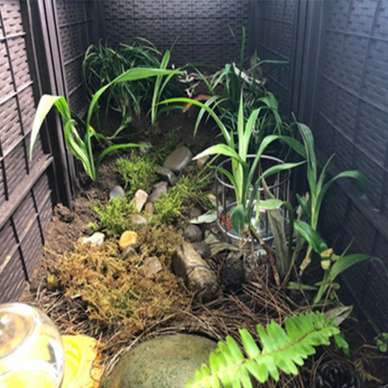 贵州山区小杨黄缘龟环境造景绿植吉祥草观音四季绿植