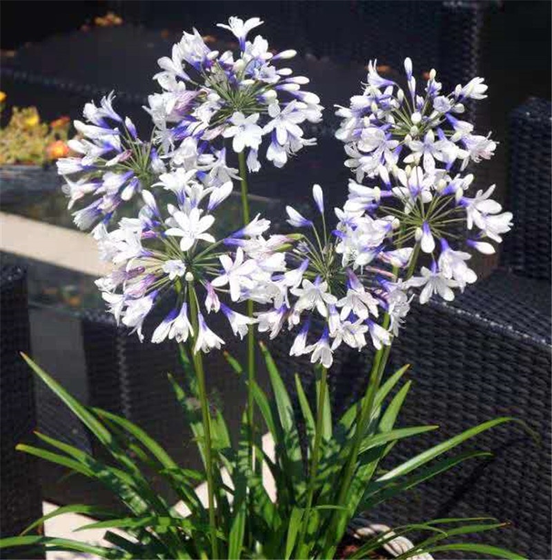 旋风百子莲小型耐热耐寒多年生宿根花园植物10cm宿根