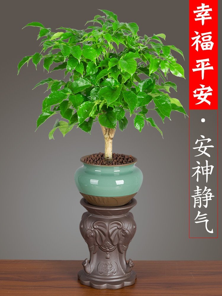 幸福树盆栽植物室内老桩盆景树苗绿宝办公室桌面绿植