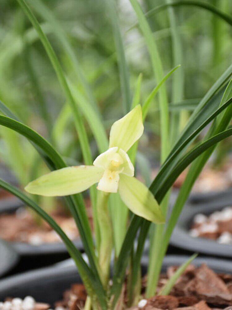 兰花花苗白雪冰心春兰兰素四季好养室内花卉花卉