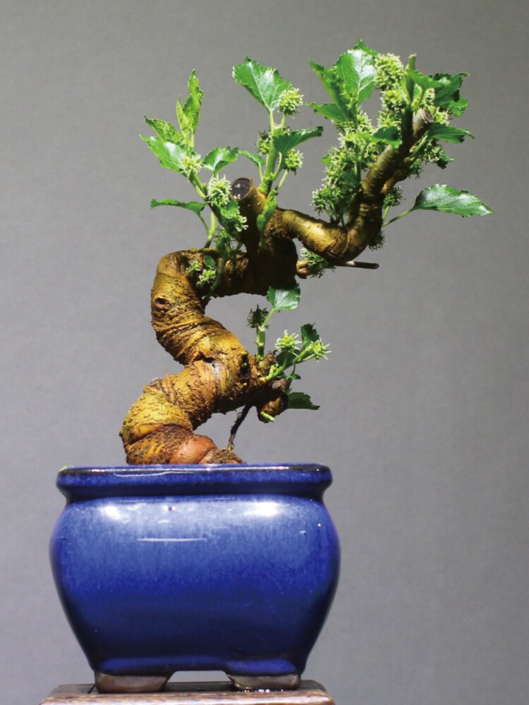 台湾小叶果桑老桩盆景开花结果绿植盆栽四季季果绿植