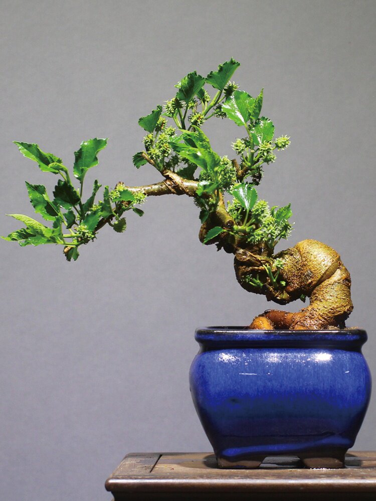 台湾小叶果桑老桩盆景开花结果绿植盆栽四季季果绿植