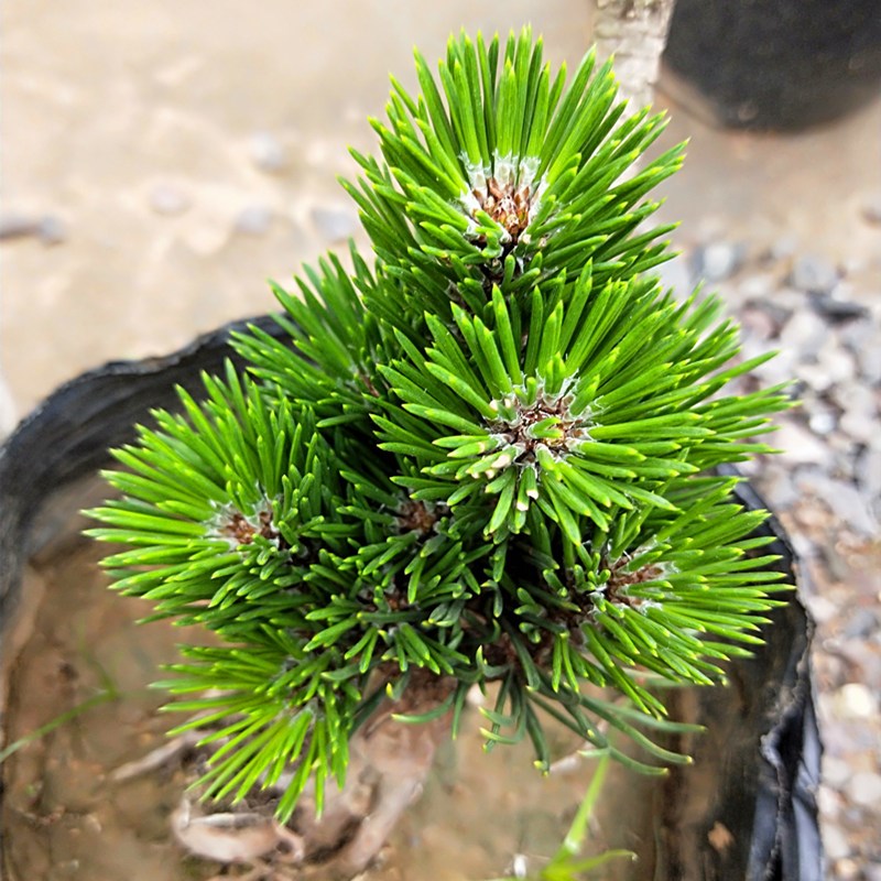 千寿寿松树桩盆景丸老桩黑松小品小苗大阪五针绿植