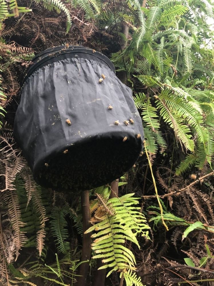 收蜂工具黑色布收蜂笼诱蜂笼捉蜜蜂收野蜂袋子新型便捷招蜂篓包邮