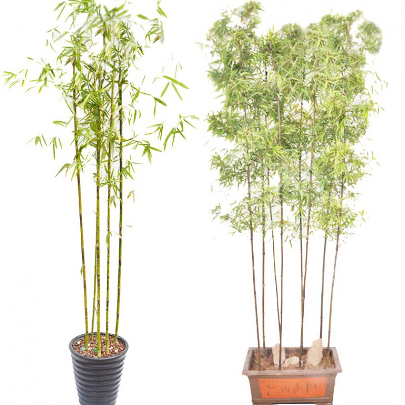 竹子慈孝竹苗小型丛生四季季米盆栽绿植阳台绿植