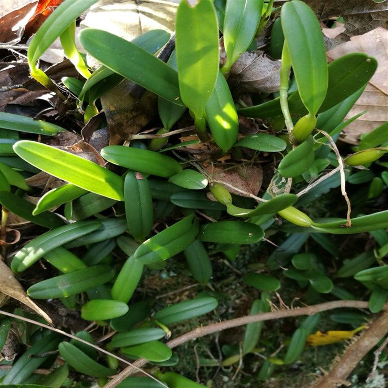 石仙桃仙桃岩豆石橄榄橄榄盆景盆栽假山绿植