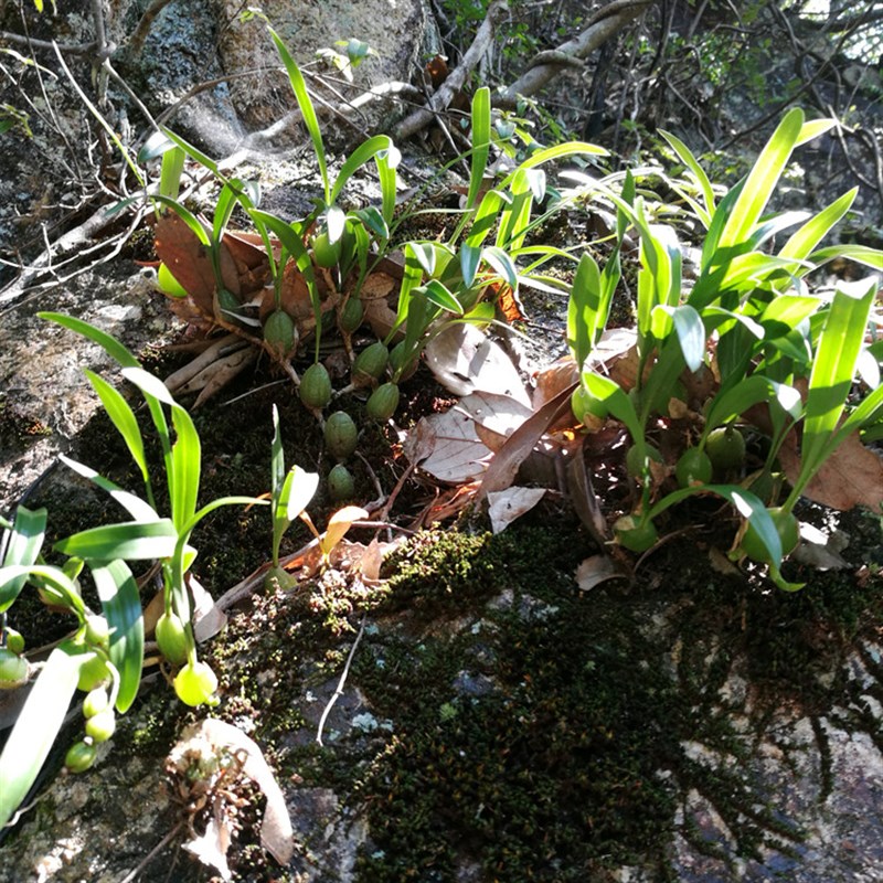 石仙桃仙桃岩豆石橄榄橄榄盆景盆栽假山绿植