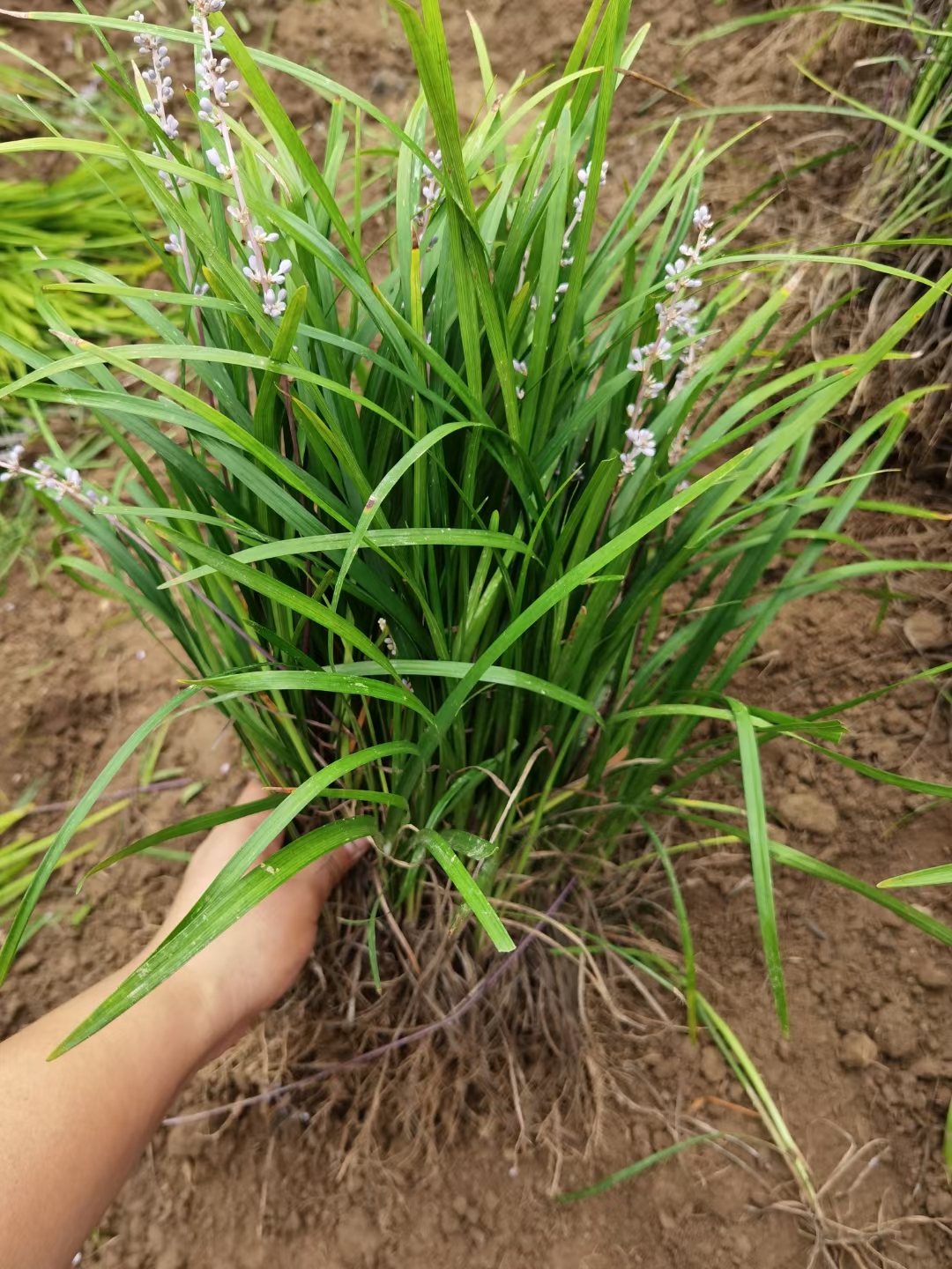 麦冬大叶长宽叶麦冬日本玉龙草细叶常青耐旱绿植