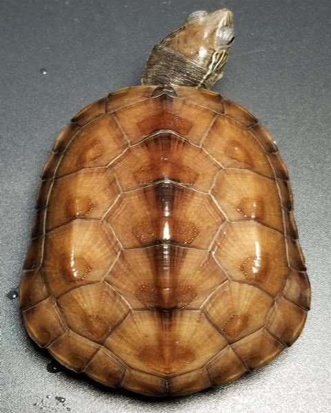 杂交草黑杂草宠物乌龟半水观赏龟