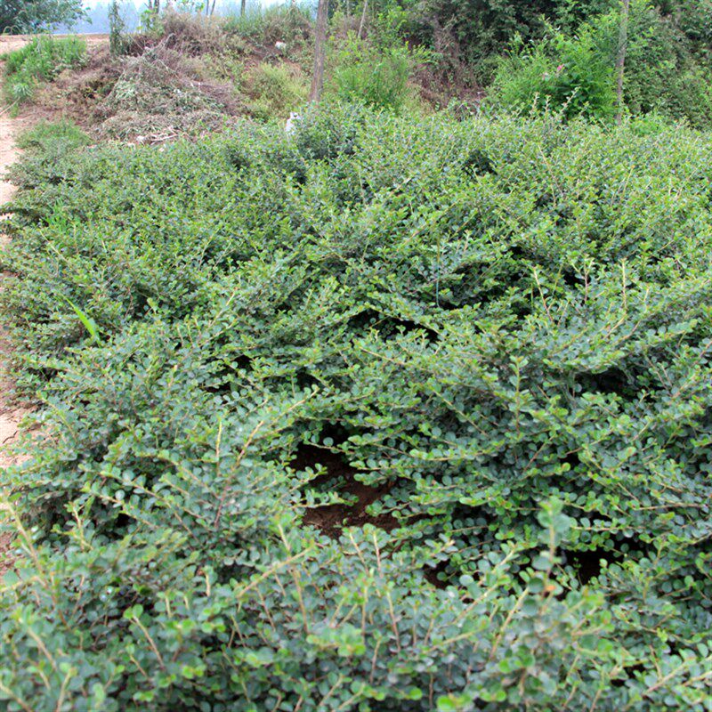 荀子小叶植物叶植物铺观蜈蚣灌木苗木地平盆地绿植