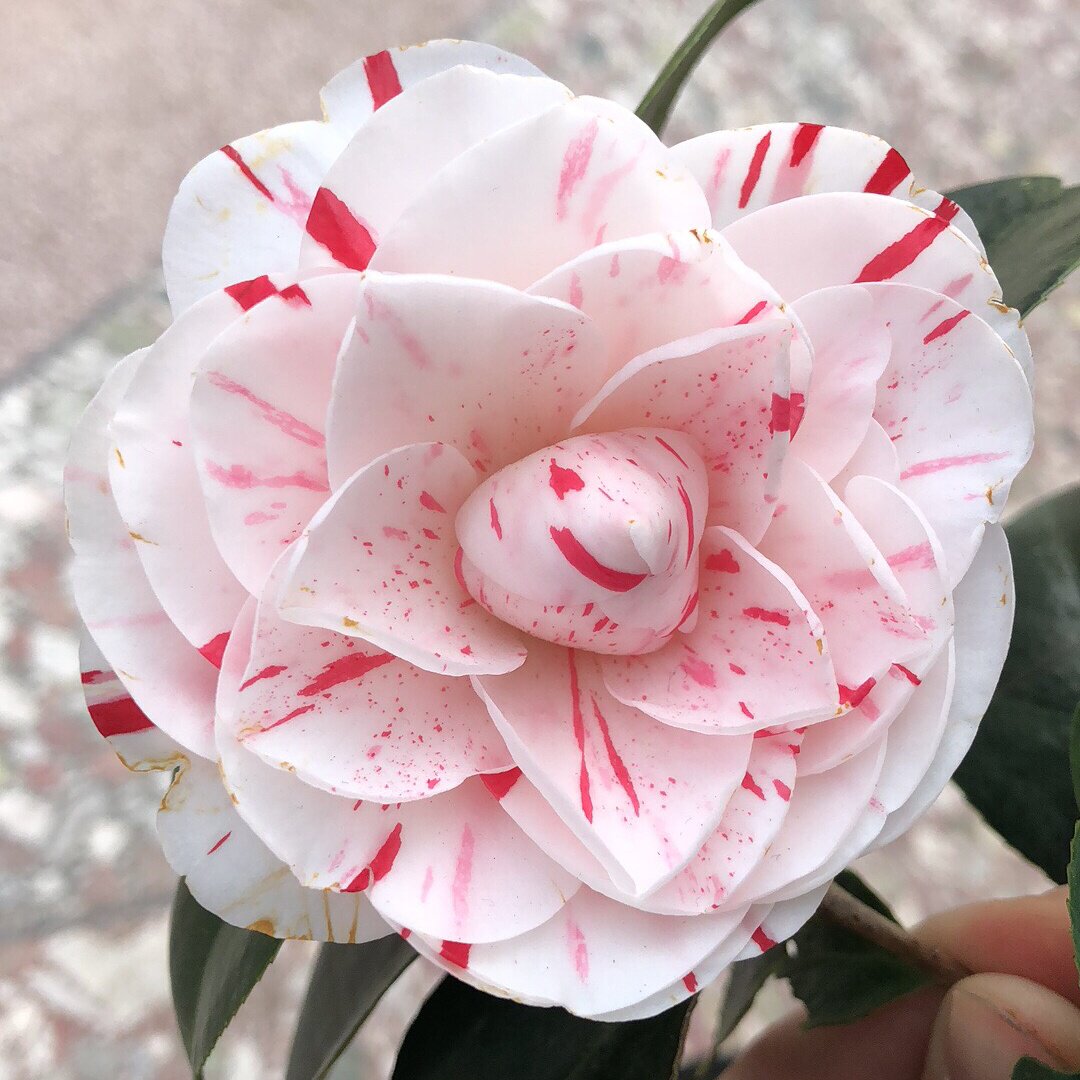 白底五色赤丹一树多色血丝茶花花苗室内庭院花卉