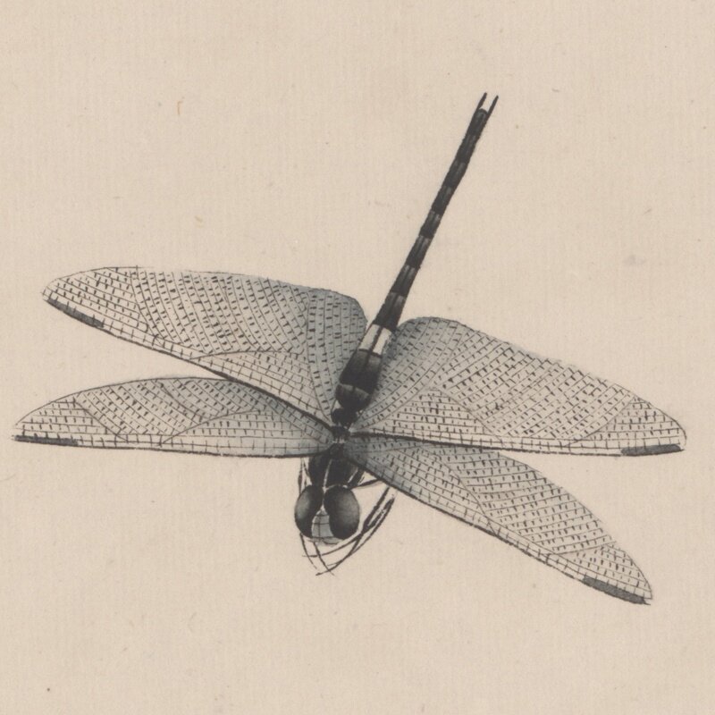 1f于非闇扶桑蝈蝈工笔昆虫国画微喷近代名画国画