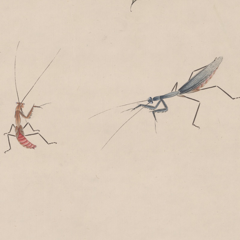 1f于非闇扶桑蝈蝈工笔昆虫国画微喷近代名画国画