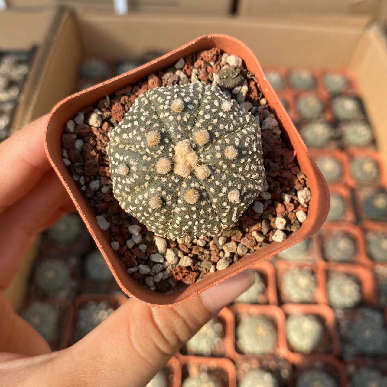 超兜仙人球实生开花星兜可爱爱小盆栽多肉植物多肉植物