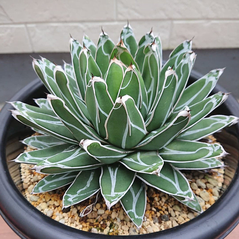 世之雪多植物趣味笹之雪龙龙舌兰科办公室庭院多肉植物