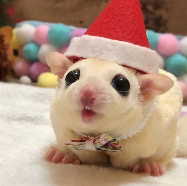 活物袋鼠飞鼠笼子蜜袋鼯活疫苗小飞鼠活体体蜜飞鼠