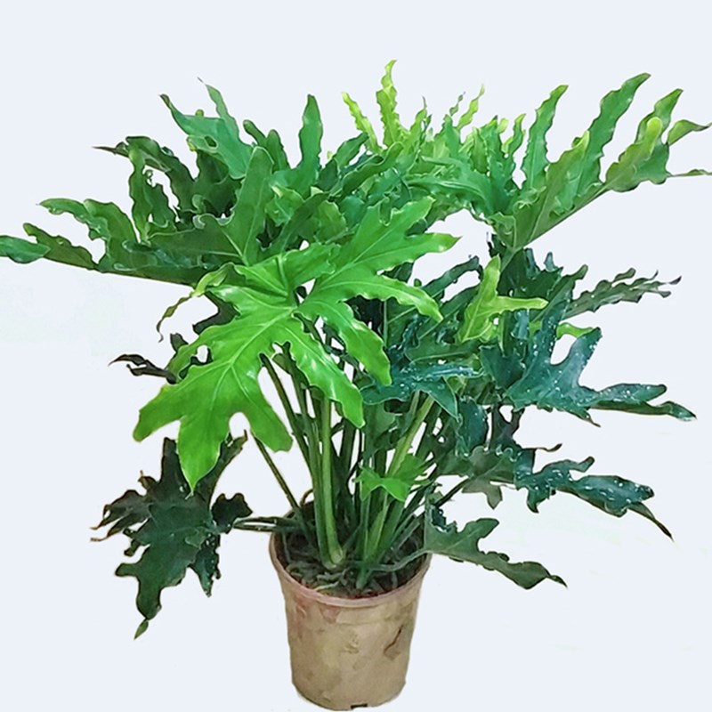 龙杆鳞室内绿植植物绿羽养活大型植绿观盆栽叶好春绿植